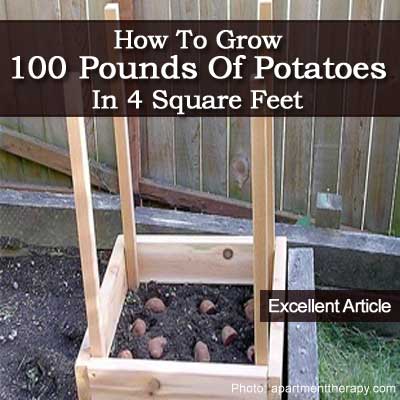 100-pounds-potatoes-012014