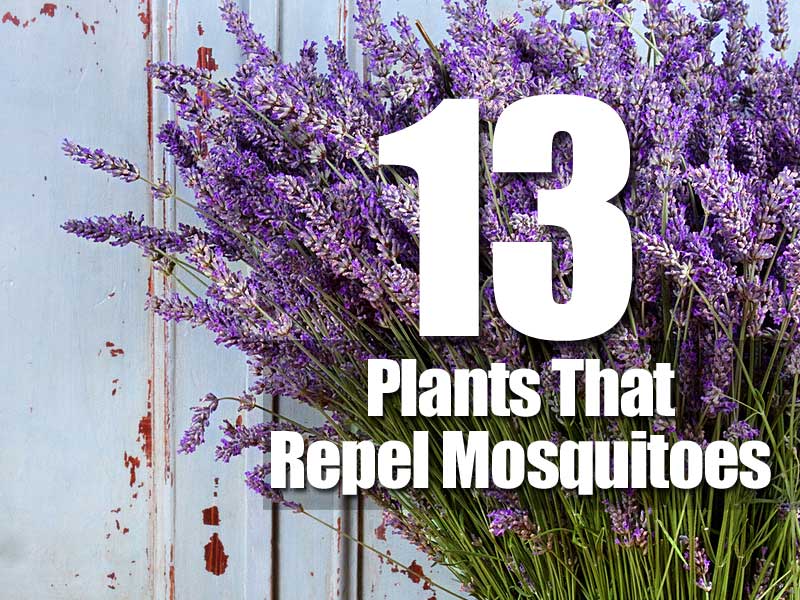13 plants that repel mosquitoes 13 plants that repel mosquitoes