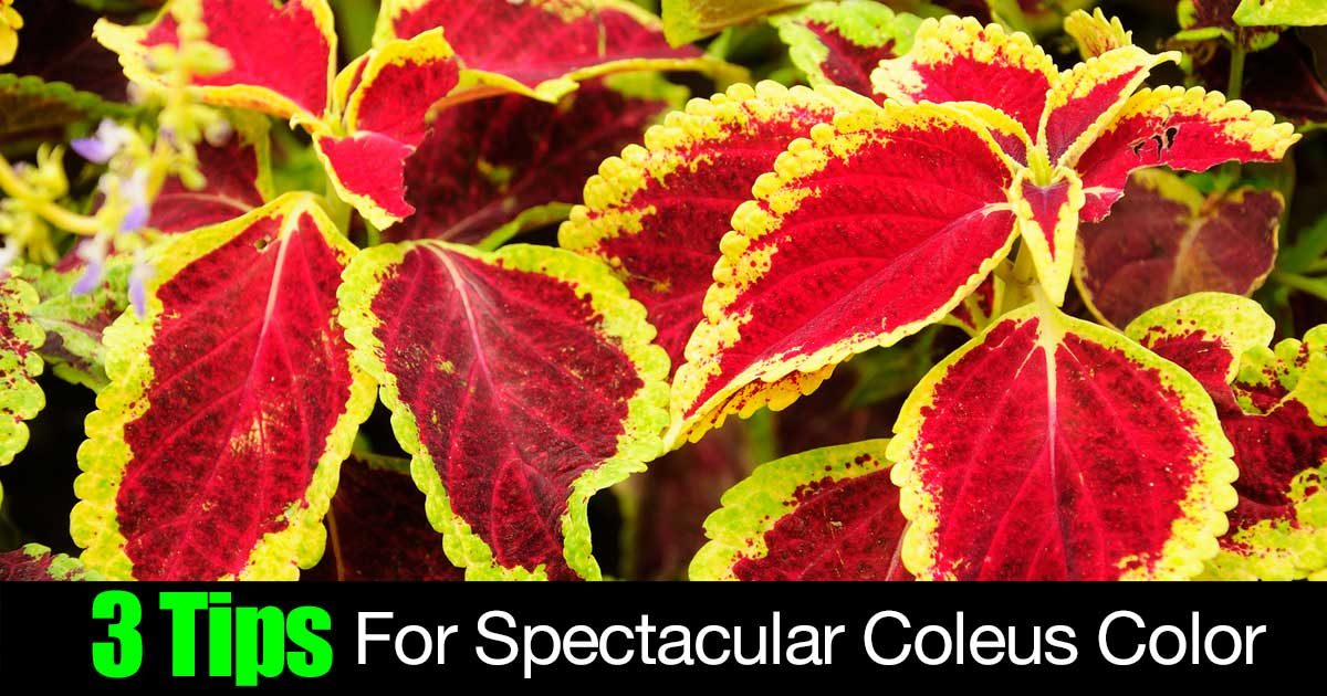 3 tips for rich coleus color 3 tips for rich coleus color