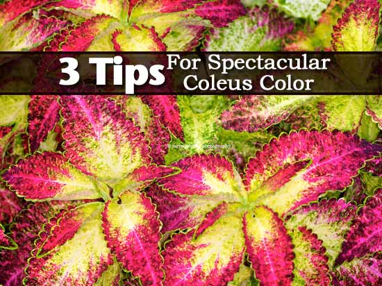 3 tips for rich coleus color 3 tips for rich coleus color