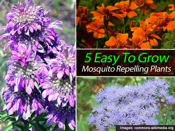 5 easy to grow mosquito repelling plants 5 easy to grow mosquito repelling plants