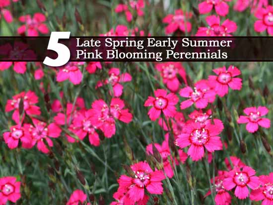 5 late spring early summer pink blooming perennials 5 late spring early summer pink blooming perennials