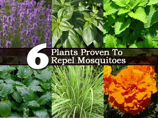 6 plants proven to repel mosquitoes 6 plants proven to repel mosquitoes