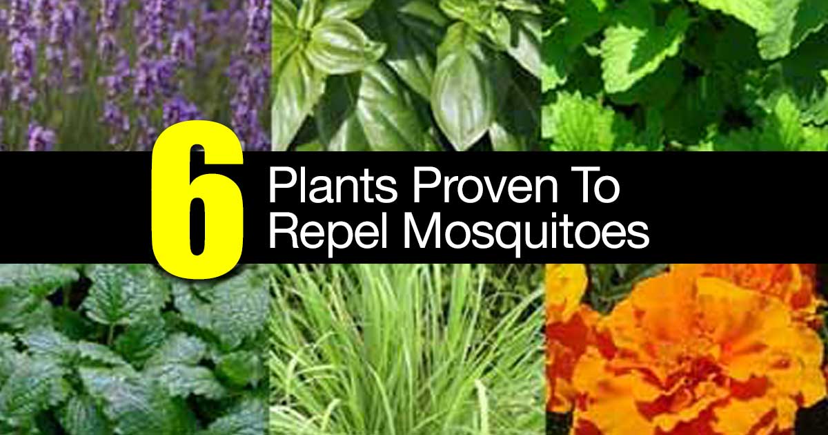 6 plants proven to repel mosquitoes 6 plants proven to repel mosquitoes