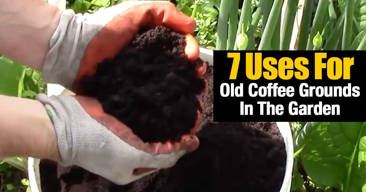 plants that like coffee grounds in the garden plants that like coffee grounds in the garden