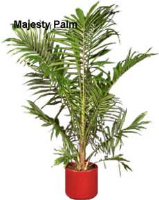 Majestic+Palm+Plant Why The Majesty Palm Is A BAD House Plant Or Indoor Palm