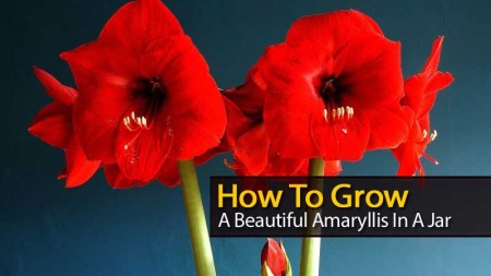 amaryllis-jar-120313