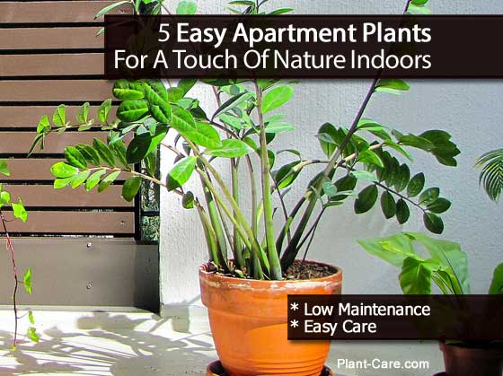 Easy Apartment Plants | 5 easy apartment plants for a touch of nature indoors Easy Apartment Plants | 5 easy apartment plants for a touch of nature indoors