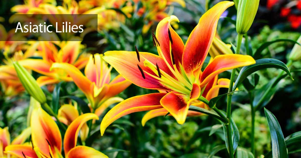 asiatic lily how to care for asiatic lilies asiatic lily how to care for asiatic lilies