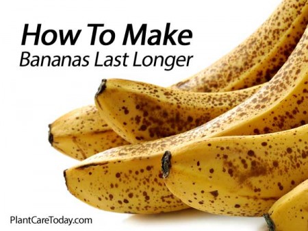 How To Make Bananas Last Longer Bananas-last-longer-021514-450x337