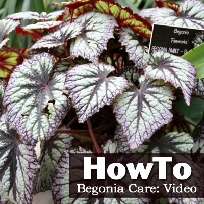 how to care for a begonia video how to care for a begonia video