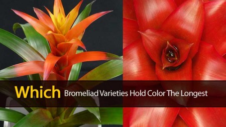 bromeliad-color-121013