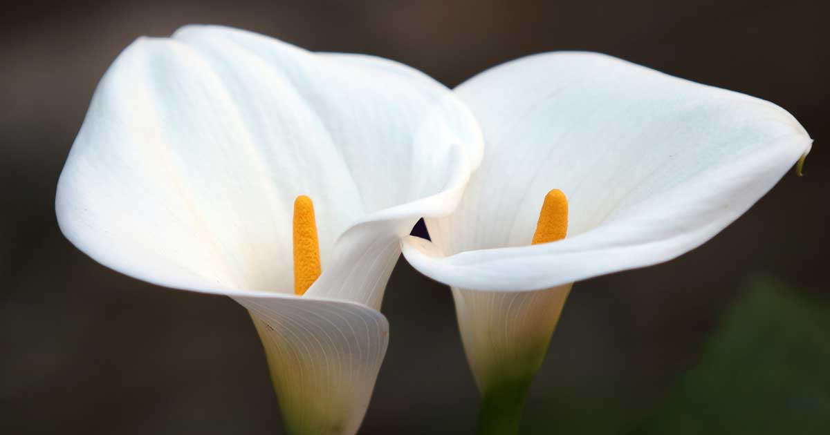 growing calla lilies tips on calla lily plant care how to growing calla lilies tips on calla lily plant care how to