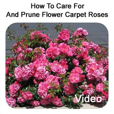 Flower Carpet Roses Appleblossom Anthony Pruning Roses