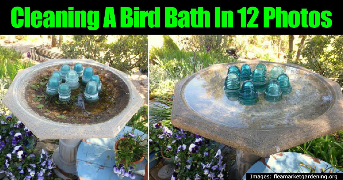 how to make a sparkling clean bird bath in 12 photos how to make a sparkling clean bird bath in 12 photos