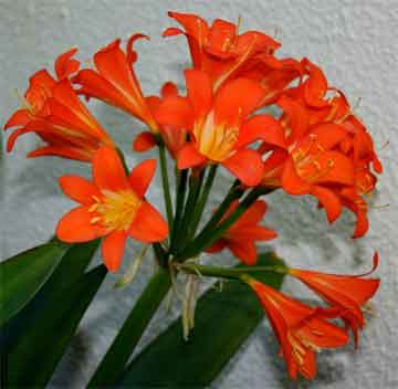how to care and grow clivia plant plus video how to care and grow clivia plant plus video
