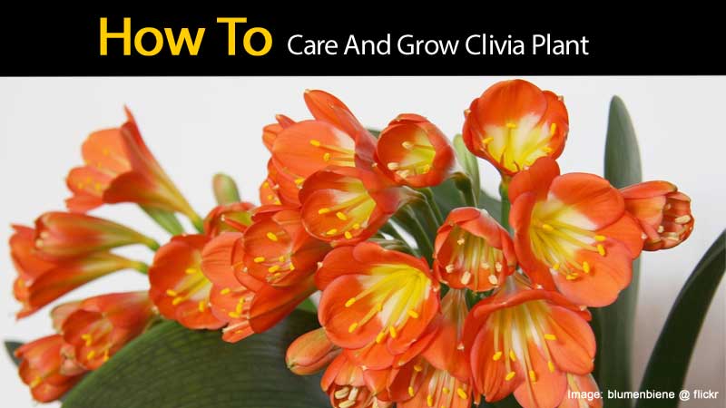 how to care and grow clivia plant plus video how to care and grow clivia plant plus video