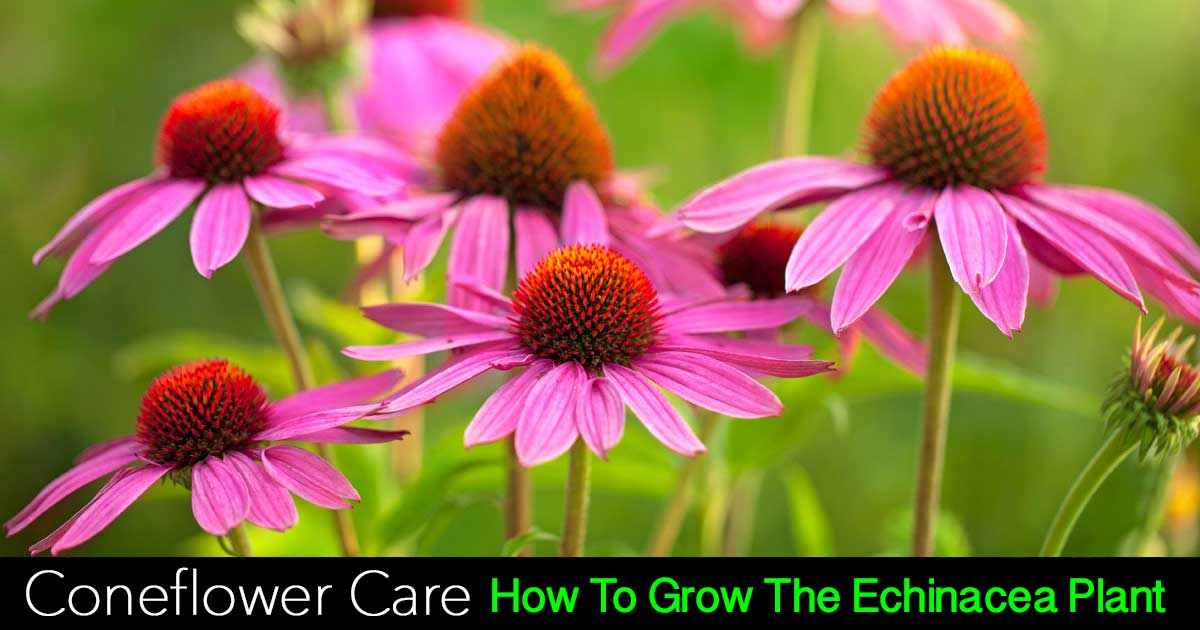 coneflower care how to grow the echinacea plant coneflower care how to grow the echinacea plant