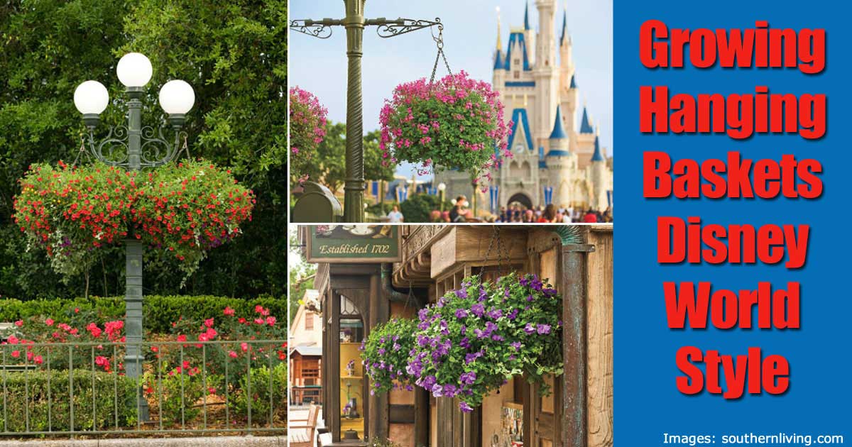 Growing Hanging Baskets Disney World Style Disney Hanging Baskets Disney Hanging Baskets Growing Hanging Baskets Disney World Style