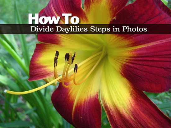 how to divide daylilies the steps in photos how to divide daylilies the steps in photos