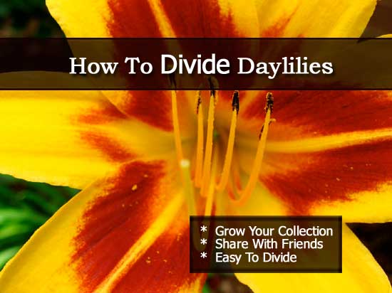 dividing daylilies and expand its collection dividing daylilies and expand its collection