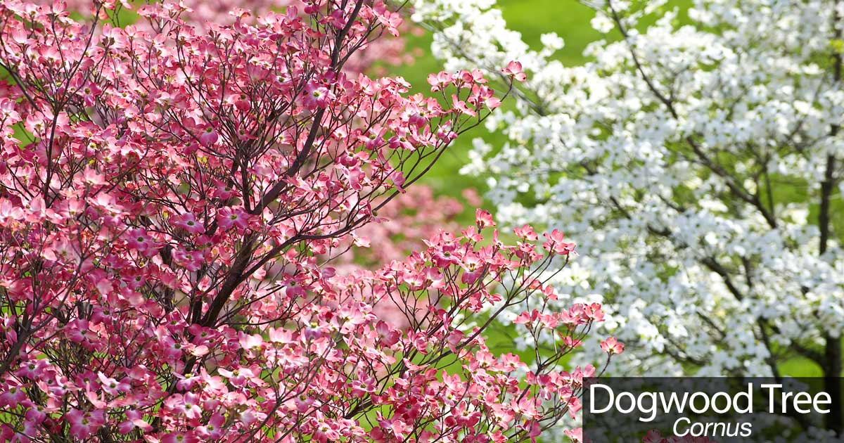 dogwood tree caring for flowering dogwood beauty dogwood tree caring for flowering dogwood beauty