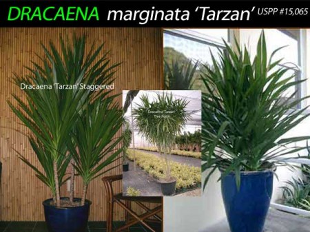 Indoor Care for a Dracaena Marginata Home Guides SF Gate