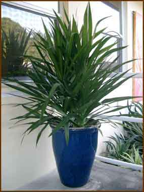Dracaena Marginata Plant Care Today