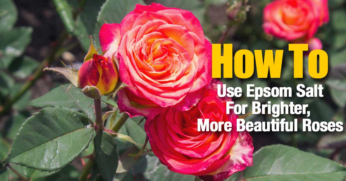 Epsom Salt For Roses Epsom Salt For Roses
