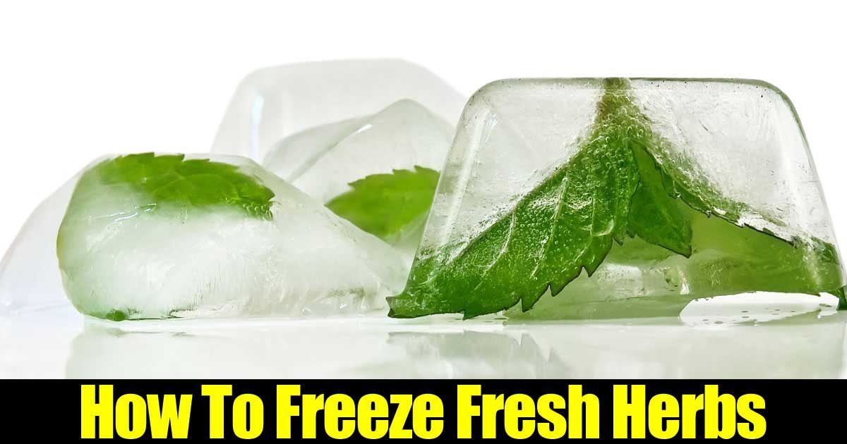 tips on how to freeze fresh herbs tips on how to freeze fresh herbs