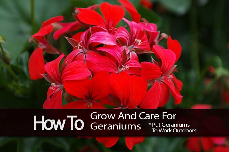 how to grow and care for geraniums how to grow and care for geraniums