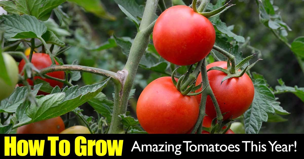 how to grow amazing tomatoes this year how to grow amazing tomatoes this year