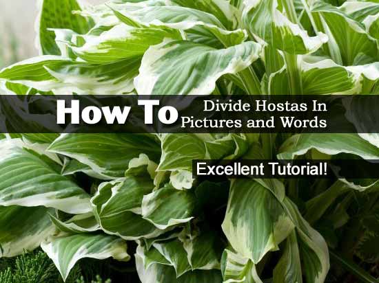 how to divide hostas in pictures and words how to divide hostas in pictures and words
