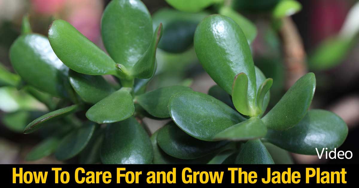 how to care for and grow the jade plant video how to care for and grow the jade plant video