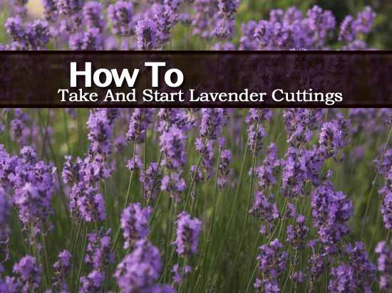 top 28 how to grow lavender start lavender profitable top 28 how to grow lavender start lavender profitable