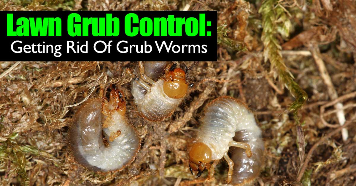 lawn grub control getting rid of grub worms lawn grub control getting rid of grub worms