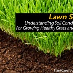 lawn-soil-031514