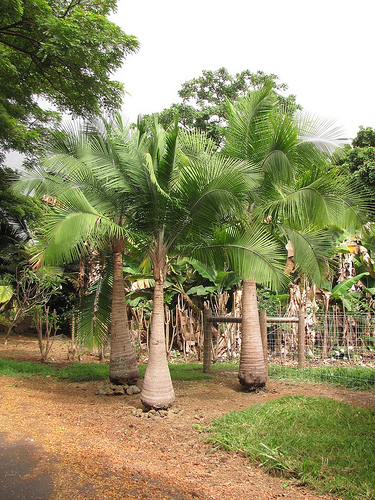 Majestic+Palm+Plant ... the Majesty Palm tree or the “majestic palm tree” is one of them