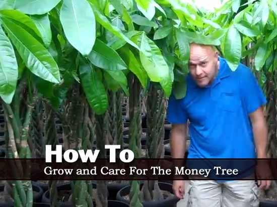 image gallery money tree plant care image gallery money tree plant care