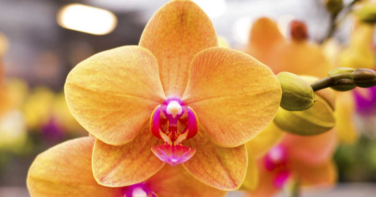 how often should orchids be watered how often should orchids be watered
