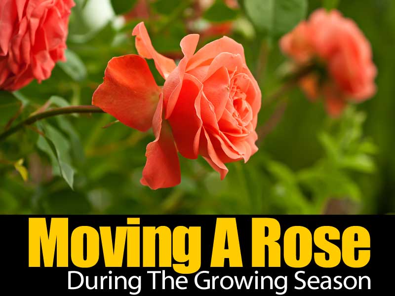 how to move a rose during the growing season how to move a rose during the growing season