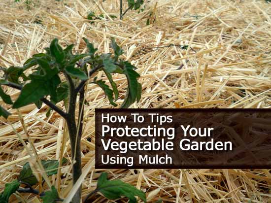 how to tips on protecting your vegetable garden using mulch how to tips on protecting your vegetable garden using mulch