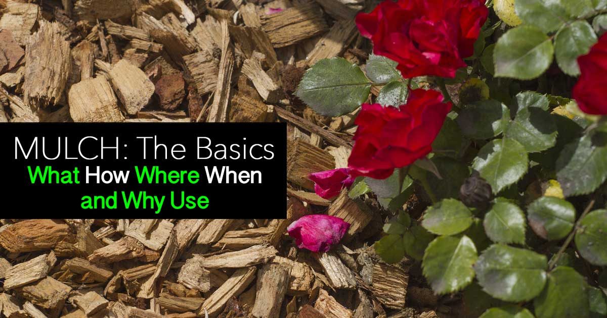 the basics of mulch what how where when and why use the basics of mulch what how where when and why use