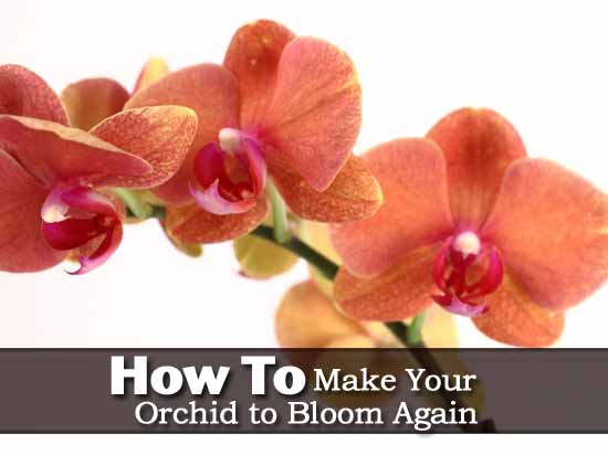 top 28 how do i get my orchid to bloom west coast top 28 how do i get my orchid to bloom west coast