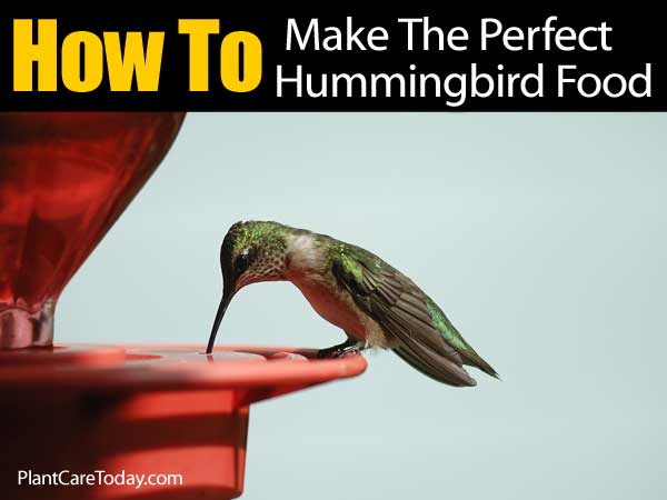 how to make the perfect hummingbird food how to make the perfect hummingbird food