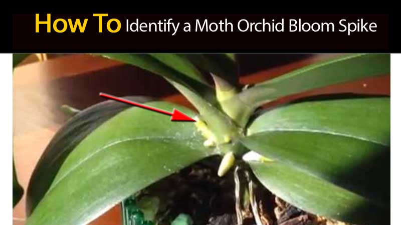 top 28 how often does an orchid bloom orchids in top 28 how often does an orchid bloom orchids in