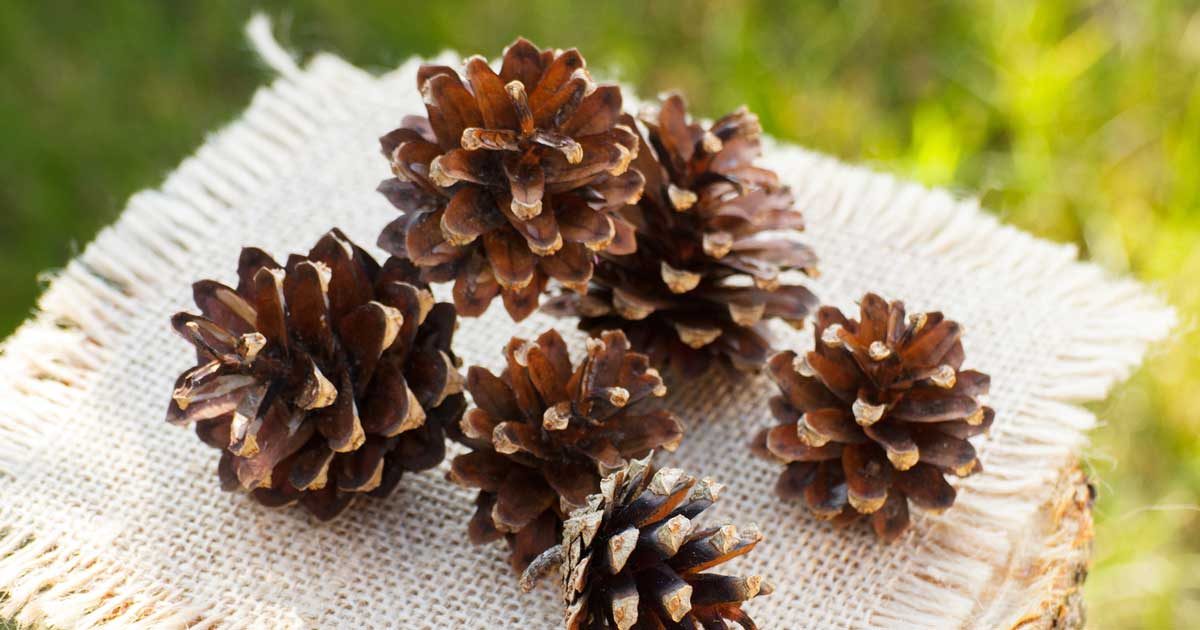 17 fun things to make and decorate with pine cones 17 fun things to make and decorate with pine cones