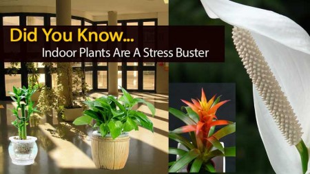 plant-stress-buster-120613