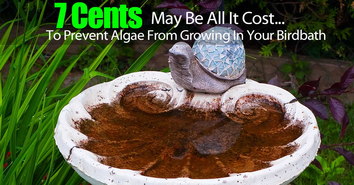 7 cents to prevent algae from growing in your birdbath 7 cents to prevent algae from growing in your birdbath