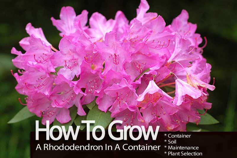 how to grow a rhododendron in a container how to grow a rhododendron in a container
